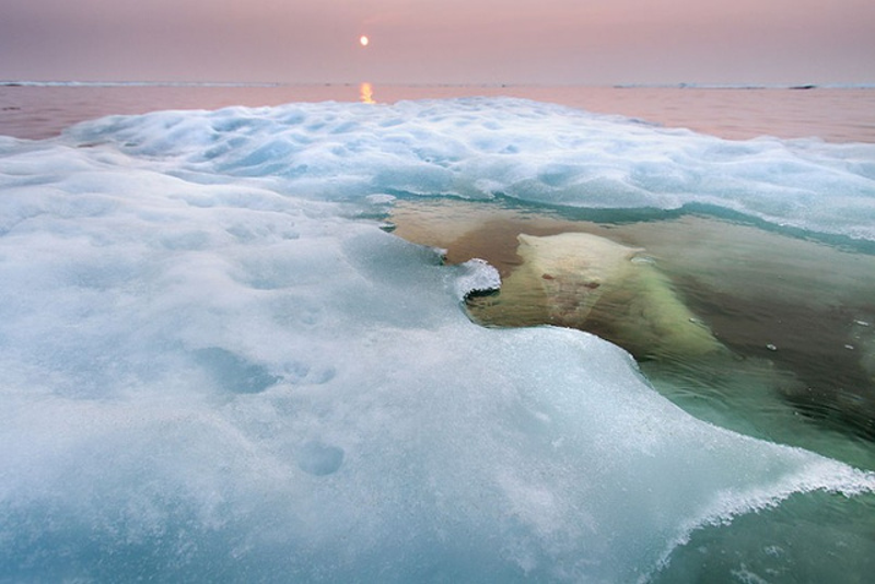 Illustration for article titled The year's best wildlife photography will make you roar